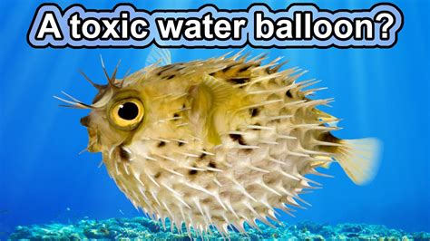 how to get balloon pufferfish.